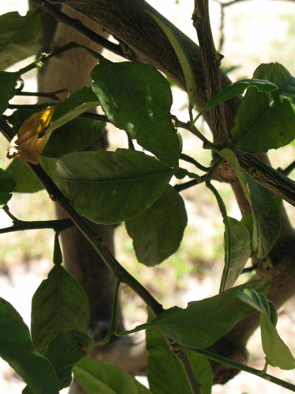              Shade leaves (Winter Haven, FL)       